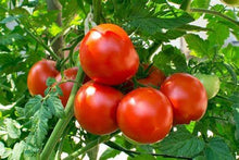 Load image into Gallery viewer, Buy Online High Quality Heirloom Tomato Fireworks Seeds, Organic, Non Gmo, Good for Hot Climate | Buy Rare, And Extraordinary Heirloom Seeds - Seeds to Cherish