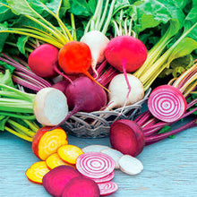 Load image into Gallery viewer, Buy Online High Quality Heirloom Sugar Beet, Color Mix Seeds, Beetroot, | Buy Rare, And Extraordinary Heirloom Seeds - Seeds to Cherish