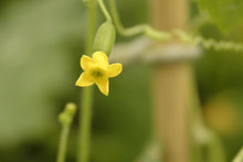 Load image into Gallery viewer, Buy Online High Quality Mouse Melon, Cucamelon Seed, Tiny Melon, Tiny fruit to grow, Melothria scobra, Rare Seeds | Buy Rare, And Extraordinary Heirloom Seeds - Seeds to Cherish