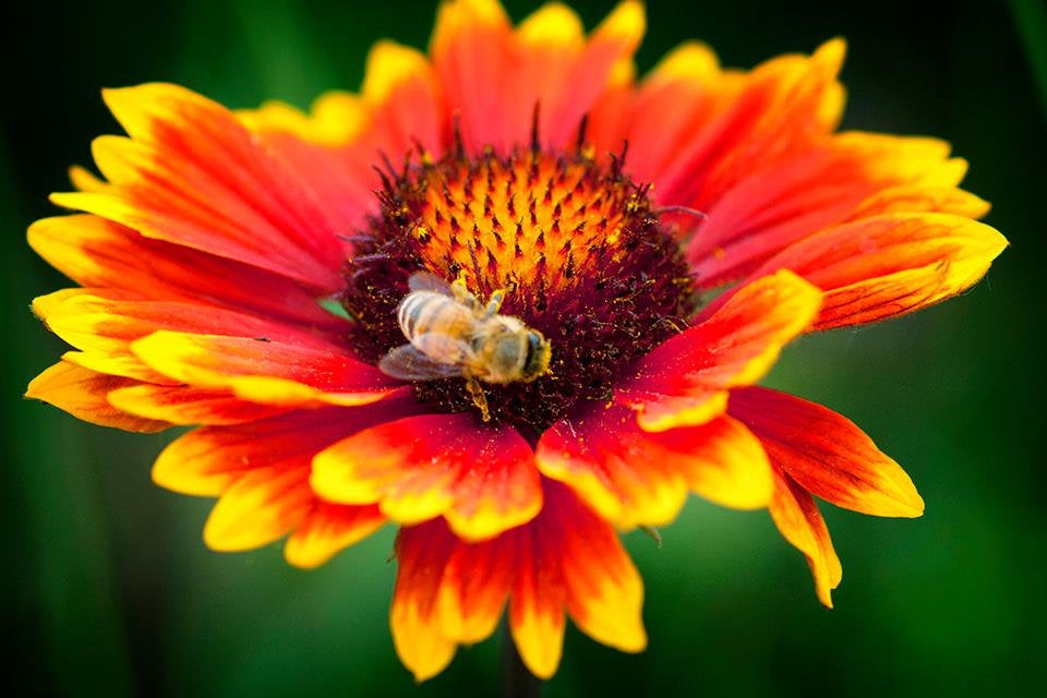 Heirloom Indian Blanket, Gillardia Flower Seeds,
