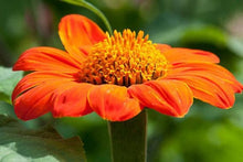 Load image into Gallery viewer, Buy Online High Quality Heirloom Red Sunflower Seeds | Buy Rare, And Extraordinary Heirloom Seeds - Seeds to Cherish