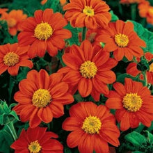 Load image into Gallery viewer, Buy Online High Quality Heirloom Red Sunflower Seeds | Buy Rare, And Extraordinary Heirloom Seeds - Seeds to Cherish