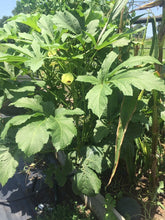 Load image into Gallery viewer, Buy Online High Quality Heirloom Okra Seeds, Clemson, Organic, Non Gmo, USA, Very Productive | Buy Rare, And Extraordinary Heirloom Seeds - Seeds to Cherish
