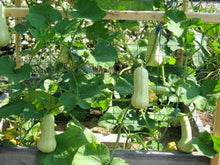 Load image into Gallery viewer, Buy Online High Quality Waltham Butternut Squash Seeds, | Buy Rare, And Extraordinary Heirloom Seeds - Seeds to Cherish