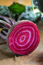 Load image into Gallery viewer, Buy Online High Quality Chioggia Beet Seeds, Heirloom, Organic | Buy Rare, And Extraordinary Heirloom Seeds - Seeds to Cherish