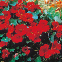 Load image into Gallery viewer, Buy Online High Quality Red Nasturtium Empress of India Flower Seeds | Buy Rare, And Extraordinary Heirloom Seeds - Seeds to Cherish

