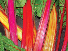 Load image into Gallery viewer, Buy Online High Quality Rainbow Swiss Chard MIx, Five Color, Heirloom Seeds, Organic, Non Gmo, Easy to Grow | Buy Rare, And Extraordinary Heirloom Seeds - Seeds to Cherish
