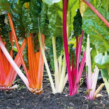 Load image into Gallery viewer, Buy Online High Quality Rainbow Swiss Chard MIx, Five Color, Heirloom Seeds, Organic, Non Gmo, Easy to Grow | Buy Rare, And Extraordinary Heirloom Seeds - Seeds to Cherish