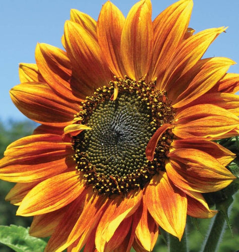 Buy Online High Quality Autumn Beauty Sunflower Mix Seeds, Heirloom, Organic, | Buy Rare, And Extraordinary Heirloom Seeds - Seeds to Cherish