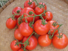 Load image into Gallery viewer, Buy Online High Quality Heirloom Tomato Fireworks Seeds, Organic, Non Gmo, Good for Hot Climate | Buy Rare, And Extraordinary Heirloom Seeds - Seeds to Cherish