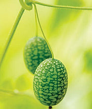 Load image into Gallery viewer, Buy Online High Quality Mouse Melon, Cucamelon Seed, Tiny Melon, Tiny fruit to grow, Melothria scobra, Rare Seeds | Buy Rare, And Extraordinary Heirloom Seeds - Seeds to Cherish