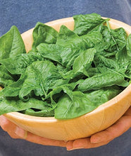Load image into Gallery viewer, Buy Online High Quality Spinach Seeds, Heirloom, Bloomsdale, Organic, | Buy Rare, And Extraordinary Heirloom Seeds - Seeds to Cherish