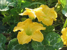 Load image into Gallery viewer, Buy Online High Quality Waltham Butternut Squash Seeds, | Buy Rare, And Extraordinary Heirloom Seeds - Seeds to Cherish