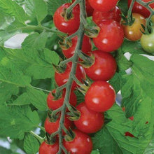 Load image into Gallery viewer, Buy Online High Quality Sweet Aperitif Cherry Tomato Seeds, Heirloom, Organic, Non Gmo, Sweetest Tomato in the World, High Yielding, Garden Gift | Buy Rare, And Extraordinary Heirloom Seeds -