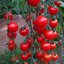 Load image into Gallery viewer, Buy Online High Quality Sweet Aperitif Cherry Tomato Seeds, Heirloom, Organic, Non Gmo, Sweetest Tomato in the World, High Yielding, Garden Gift | Buy Rare, And Extraordinary Heirloom Seeds -
