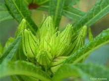 Load image into Gallery viewer, Buy Online High Quality Heirloom Okra Seeds, Clemson, Organic, Non Gmo, USA, Very Productive | Buy Rare, And Extraordinary Heirloom Seeds - Seeds to Cherish