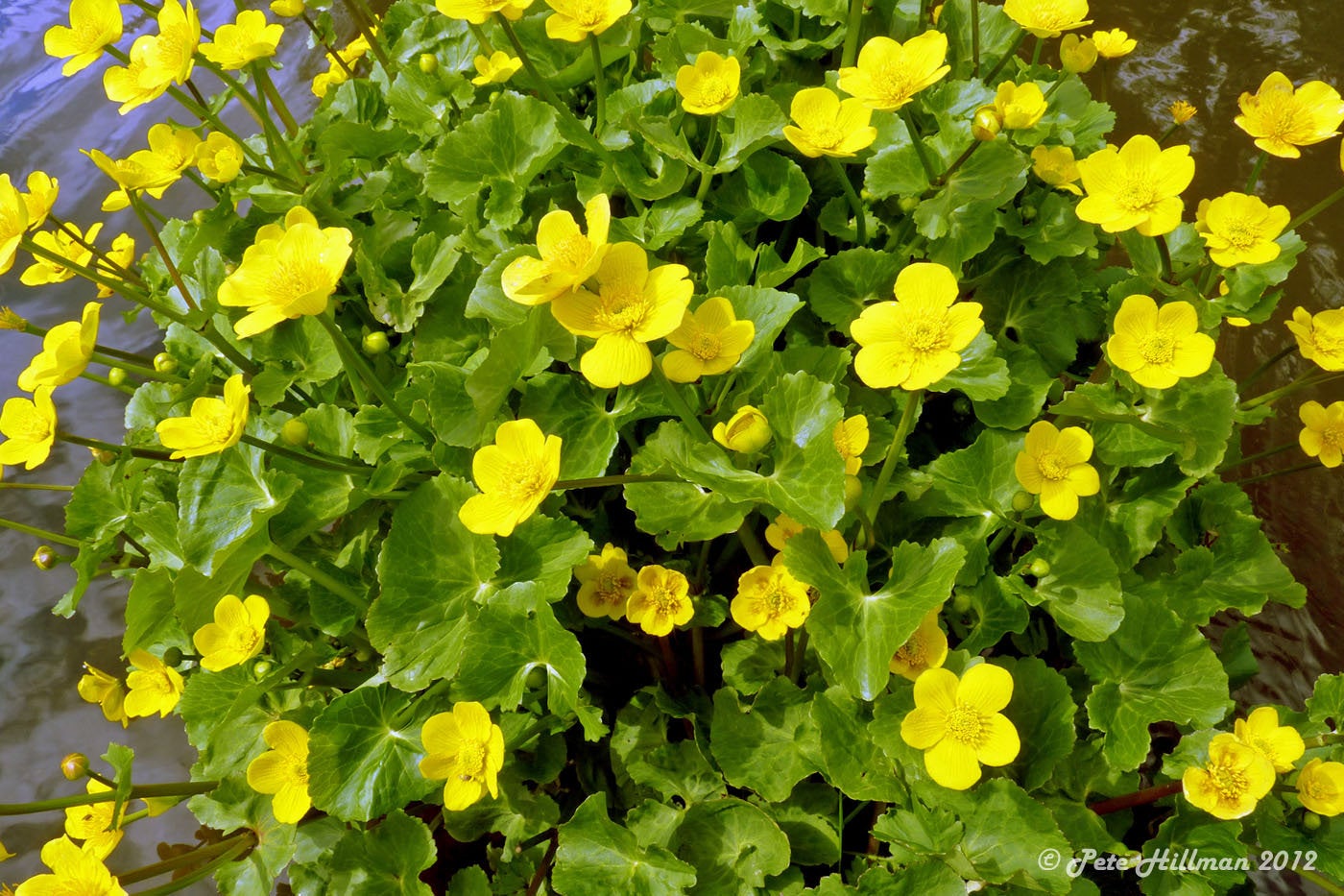 swamp marigold seeds Swamp Marigold, Flower Seeds Marsh Marigold