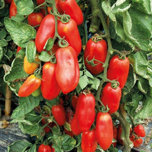 Load image into Gallery viewer, Buy Online High Quality Heirloom San Marzano Tomato Seeds | Buy Rare, And Extraordinary Heirloom Seeds - Seeds to Cherish
