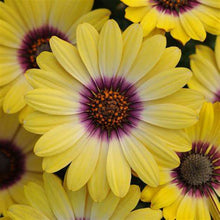 Load image into Gallery viewer, Buy Online High Quality African Daisy Flower Mix Seeds, Yellow, Dimorphotheca Sinuata | Buy Rare, And Extraordinary Heirloom Seeds - Seeds to Cherish
