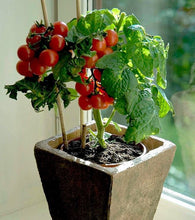 Load image into Gallery viewer, Buy Online High Quality Heirloom Dwarf Tiny Tim Tomato Seeds, | Buy Rare, And Extraordinary Heirloom Seeds - Seeds to Cherish