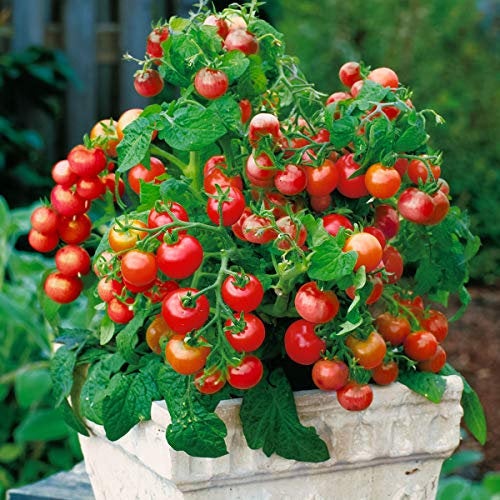 miniature tomato plant seeds Heirloom Dwarf Tiny Tim Tomato Seeds,