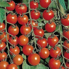 Load image into Gallery viewer, Buy Online High Quality Heirloom Tomato Seeds, Chadwick Cherry, Organic, NON GMO, USA, Early Producer | Buy Rare, And Extraordinary Heirloom Seeds - Seeds to Cherish
