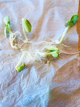 Load image into Gallery viewer, Buy Online High Quality Red Kuri Squash Heirloom Seeds ,Hokkaido, Non Gmo, Heirloom, Organic | Buy Rare, And Extraordinary Heirloom Seeds - Seeds to Cherish