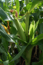 Load image into Gallery viewer, Buy Online High Quality Heirloom Bantam Corn Seed, Sweet Corn | Buy Rare, And Extraordinary Heirloom Seeds - Seeds to Cherish