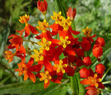 Load image into Gallery viewer, Buy Online High Quality Scarlet Red Milkweed, Flower Seeds, Blood Flower | Buy Rare, And Extraordinary Heirloom Seeds - Seeds to Cherish