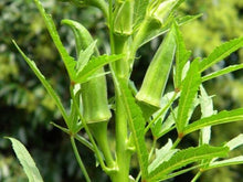 Load image into Gallery viewer, Buy Online High Quality Heirloom Okra Seeds, Clemson, Organic, Non Gmo, USA, Very Productive | Buy Rare, And Extraordinary Heirloom Seeds - Seeds to Cherish