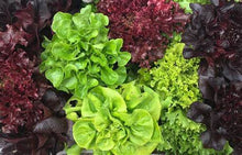 Load image into Gallery viewer, Buy Online High Quality Lettuce Seed Mix, 8 varieties, Heirloom, Organic | Buy Rare, And Extraordinary Heirloom Seeds - Seeds to Cherish
