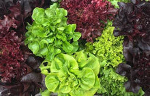 Load image into Gallery viewer, Buy Online High Quality Lettuce Seed Mix, 8 varieties, Heirloom, Organic | Buy Rare, And Extraordinary Heirloom Seeds - Seeds to Cherish
