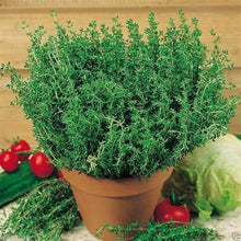Load image into Gallery viewer, Buy Online High Quality Thyme Organic Seeds, Non Gmo | Buy Rare, And Extraordinary Heirloom Seeds - Seeds to Cherish