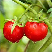 Load image into Gallery viewer, Buy Online High Quality Heirloom Dwarf Tiny Tim Tomato Seeds, | Buy Rare, And Extraordinary Heirloom Seeds - Seeds to Cherish