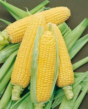 Load image into Gallery viewer, Buy Online High Quality Heirloom Bantam Corn Seed, Sweet Corn | Buy Rare, And Extraordinary Heirloom Seeds - Seeds to Cherish
