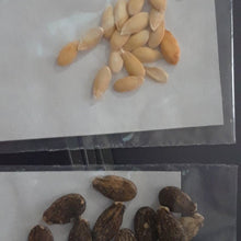 Load image into Gallery viewer, Buy Online High Quality Heirloom Garden Seed Kit, Organic, USA, Christmas Gift, Gardeners Gift | Buy Rare, And Extraordinary Heirloom Seeds - Seeds to Cherish