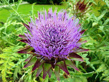 Load image into Gallery viewer, Buy Online High Quality Heirloom Green Globe Artichoke Seeds, Organic | Buy Rare, And Extraordinary Heirloom Seeds - Seeds to Cherish