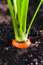 Load image into Gallery viewer, Buy Online High Quality Heirloom Carrot Seeds, Scarlet Nantes, Sweet, Coreless carrot, Non Gmo, USA, Easy to Grow, Fun for Kids | Buy Rare, And Extraordinary Heirloom Seeds - Seeds to Cherish