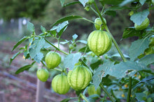 Load image into Gallery viewer, Buy Online High Quality Tomatillo Heirloom Seeds, Rio Grande, Verde, Non Gmo, USA, Wrapper Tomato | Buy Rare, And Extraordinary Heirloom Seeds - Seeds to Cherish