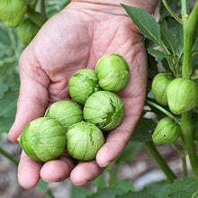 Load image into Gallery viewer, Buy Online High Quality Tomatillo Heirloom Seeds, Rio Grande, Verde, Non Gmo, USA, Wrapper Tomato | Buy Rare, And Extraordinary Heirloom Seeds - Seeds to Cherish
