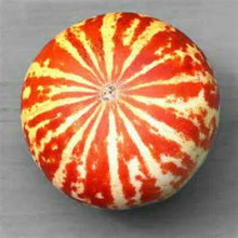 Load image into Gallery viewer, Buy Online High Quality Heirloom Tigger Melon Seeds, Rare | Buy Rare, And Extraordinary Heirloom Seeds - Seeds to Cherish
