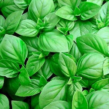 Load image into Gallery viewer, Buy Online High Quality Heirloom Sweet Basil Seeds, Organic, Non Gmo, | Buy Rare, And Extraordinary Heirloom Seeds - Seeds to Cherish
