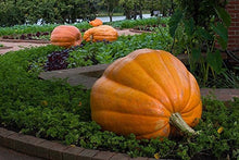 Load image into Gallery viewer, Buy Online High Quality Heirloom Pumpkin Mix Seeds, 3 varieties, | Buy Rare, And Extraordinary Heirloom Seeds - Seeds to Cherish