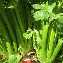Load image into Gallery viewer, Buy Online High Quality Heirloom Celery, Tall Utah, Seeds, Easy to Grow, Fall Gardening | Buy Rare, And Extraordinary Heirloom Seeds - Seeds to Cherish
