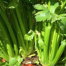Load image into Gallery viewer, Buy Online High Quality Heirloom Celery, Tall Utah, Seeds, Easy to Grow, Fall Gardening | Buy Rare, And Extraordinary Heirloom Seeds - Seeds to Cherish