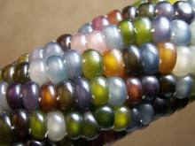Load image into Gallery viewer, Buy Online High Quality Glass Gem Corn Seeds, Rare Indian Corn, Heirloom, | Buy Rare, And Extraordinary Heirloom Seeds - Seeds to Cherish
