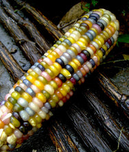 Load image into Gallery viewer, Buy Online High Quality Glass Gem Corn Seeds, Rare Indian Corn, Heirloom, | Buy Rare, And Extraordinary Heirloom Seeds - Seeds to Cherish