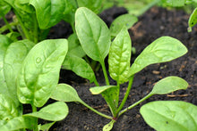 Load image into Gallery viewer, Buy Online High Quality Spinach Seeds, Heirloom, Bloomsdale, Organic, | Buy Rare, And Extraordinary Heirloom Seeds - Seeds to Cherish