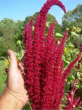 Load image into Gallery viewer, Buy Online High Quality Love Lies Bleeding Flower Seeds, Amaranthus | Buy Rare, And Extraordinary Heirloom Seeds - Seeds to Cherish
