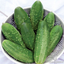 Load image into Gallery viewer, Buy Online High Quality Heirloom Cucumber Seeds, Marketmore | Buy Rare, And Extraordinary Heirloom Seeds - Seeds to Cherish